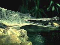 Cá sấu Gharial quí hiếm của Ấn Độ