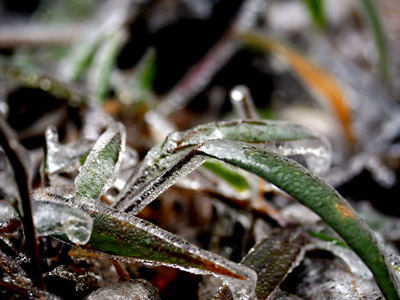 http://www.xaluan.com/images/news/Image/2008/02/18/20769178_images1503437_CoDa.jpg