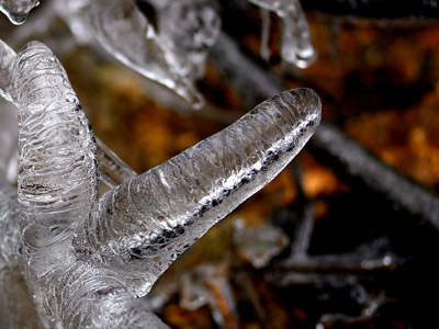 http://www.xaluan.com/images/news/Image/2008/02/18/20769178_images1503467_MangDa.jpg