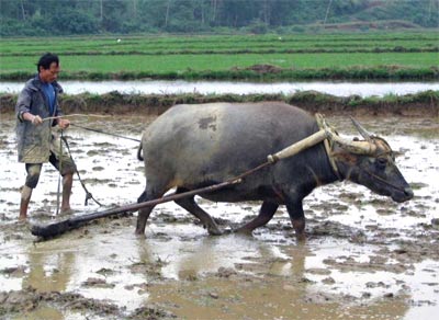 Bao giờ nông dân thoát cảnh “con trâu đi trước, cái cày theo sau“?