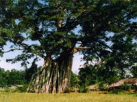 Cay da Tan Trao, mot di tich lich su cua tinh Tuyen Quang 
