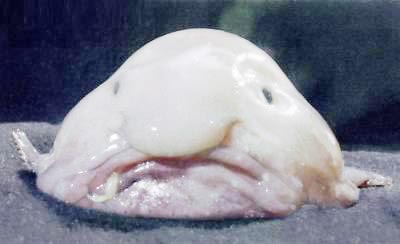50806953_k9.jpg