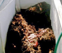 Xác “người Tuyết” chỉ là hình nộm gorilla bằng cao su