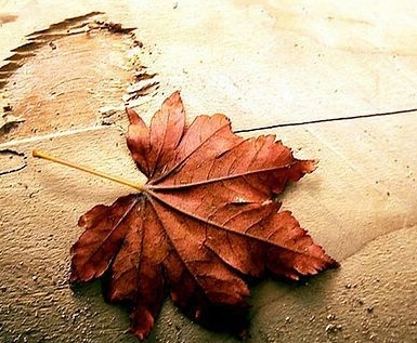 1222244335.img.jpg