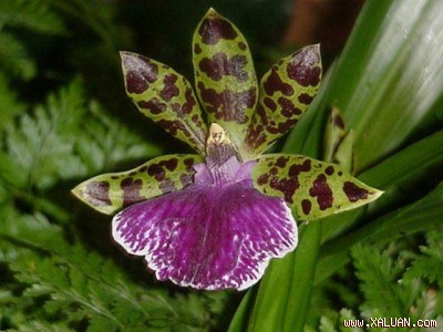 Sự Tích Hoa Phong Lan shopping entertainments