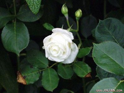 hoa hong bach - white rose