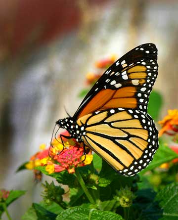 images/news/Image/2008/10/20/butter-fly-1-web-opted.jpg