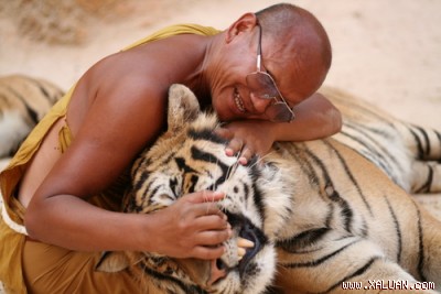 tiger and human