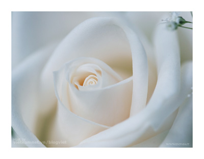 images1655048_Creamy_White_Rose___Wallpap.jpg