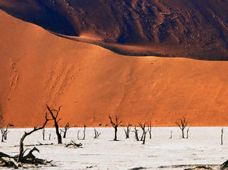 Những c&acirc;y cổ đại h&oacute;a thạch