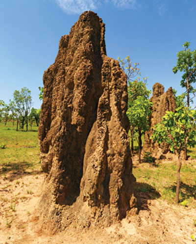 Một ổ mối khổng lồ cao gần 6m.