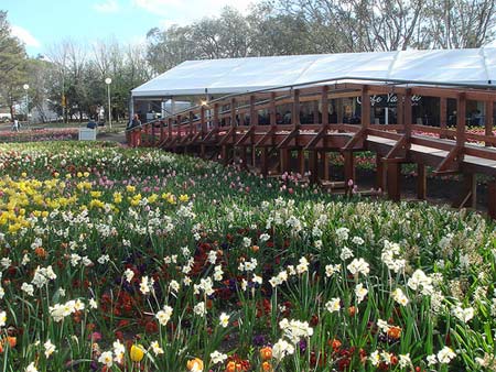 Đứng tr&ecirc;n c&acirc;y cầu n&agrave;y sẽ thấy hoa ở hai b&ecirc;n rất đẹp như đang đứng ở giữa rừng hoa vậy...