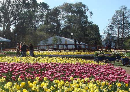 Tất cả hoa trong Lễ hội được trưng b&agrave;y v&agrave; bố tr&iacute; rất đẹp v&agrave; h&agrave;i h&ograve;a như một 