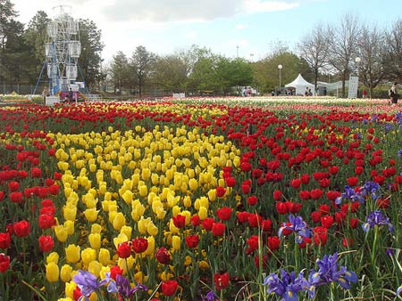 Những b&ocirc;ng hoa m&agrave;u v&agrave;ng v&agrave; đỏ được xếp th&agrave;nh chữ 