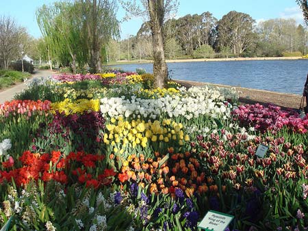 Hoa lung linh khoe sắc b&ecirc;n hồ nước trong veo