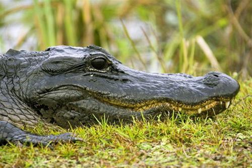 Đi thuyền ch&acirc;n vịt với Mark Twain tr&ecirc;n d&ograve;ng Mississippi