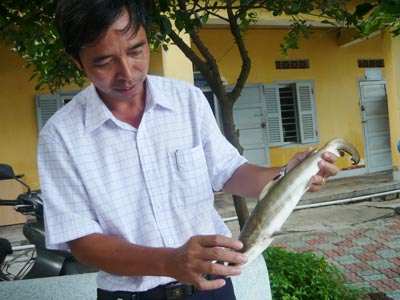Cán bộ Viện Hải dương học háo hức với những chú cá mập con đầu tiên được sinh ra ở Viện. Ảnh: Khánh Ninh
