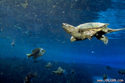 Hàng triệu con rùa Mỹ được tiêu thụ tại Trung Quốc mỗi năm (Ảnh : nationalgeographic.com)