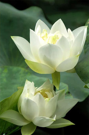 Hoa Sen Giữa Bụi Đời