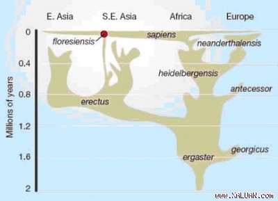 Cây gia hệ người cổ đại “Hobbit” Family Tree (Nguồn www.d.umn.edu)
