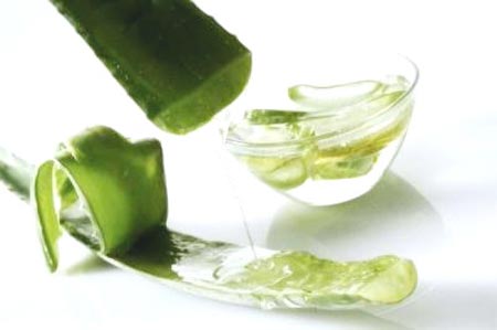 Thuốc hay từ c&acirc;y l&ocirc; hội, Y tế - thiết bị, c&acirc;y l&ocirc; hội