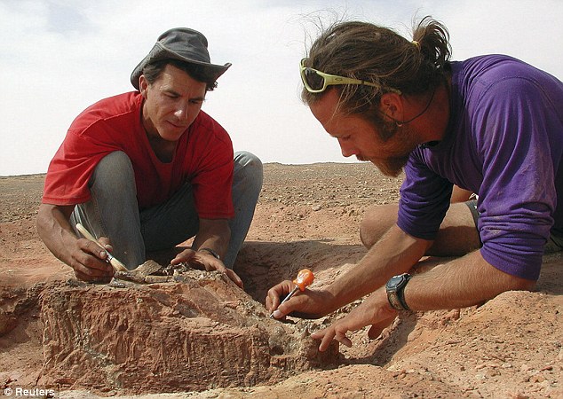 University of Chicago Professor Paul Sereno (left) and McGill University Associate Professor Hans Larsson excavate the fossil skull of a 100-million-year-old croc in Niger Read more: http://www.dailymail.co.uk/sciencetech/article-1229250/Crocodiles-boar-like-teeth-pancake-flat-skulls.html#ixzz0XNh7QOSH