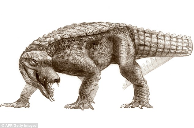 An artist’s impression of the RatCroc, a 3-foot-long upright plant and grub-eater Read more: http://www.dailymail.co.uk/sciencetech/article-1229250/Crocodiles-boar-like-teeth-pancake-flat-skulls.html#ixzz0XNhROpx2