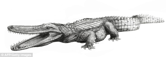 The Pancake Croc: Flat-headed beast would lie open-jawed, waiting for prey Read more: http://www.dailymail.co.uk/sciencetech/article-1229250/Crocodiles-boar-like-teeth-pancake-flat-skulls.html#ixzz0XNhpuAm2