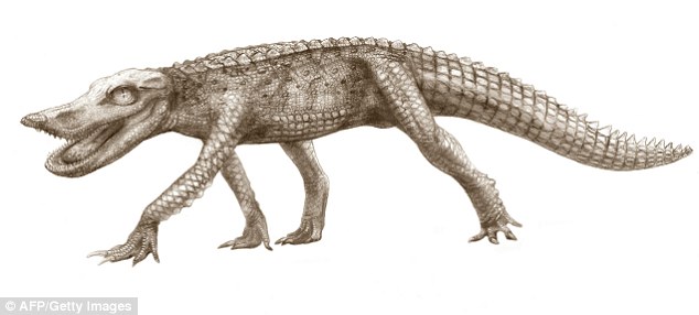 The Duck Croc: Used its bill-like snout to root out fish and grubs on mudbanks Read more: http://www.dailymail.co.uk/sciencetech/article-1229250/Crocodiles-boar-like-teeth-pancake-flat-skulls.html#ixzz0XNi6cgsl