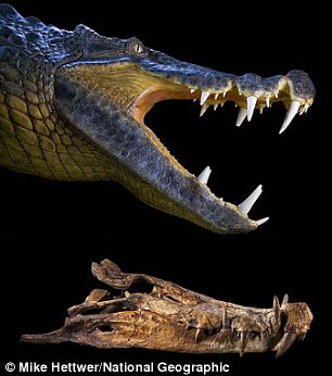 A flesh model of the head of BoarCroc (left) and RatCroc (right) and the actual fossils discovered in the Sahara