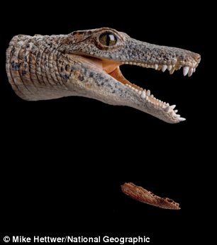 A flesh model of the head of BoarCroc (left) and RatCroc (right) and the actual fossils discovered in the Sahara