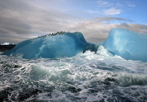 Đ&agrave;n chim c&aacute;nh cụt di chuyển nhờ tảng băng lớn trong quần đảo South Sandwich. (ảnh Maria Stenzel)