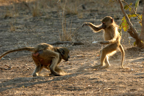 Các thế võ hầu quyền mô phỏng hoạt động của loài khỉ tinh nhanh.