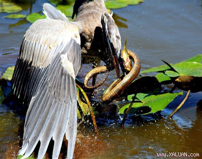 Hình ảnh chuỗi thức ăn này được chụp tại đầm nước gần sông Potomac ở quận Montgomery, Maryland, Hoa kỳ. (ảnh David Crooks)