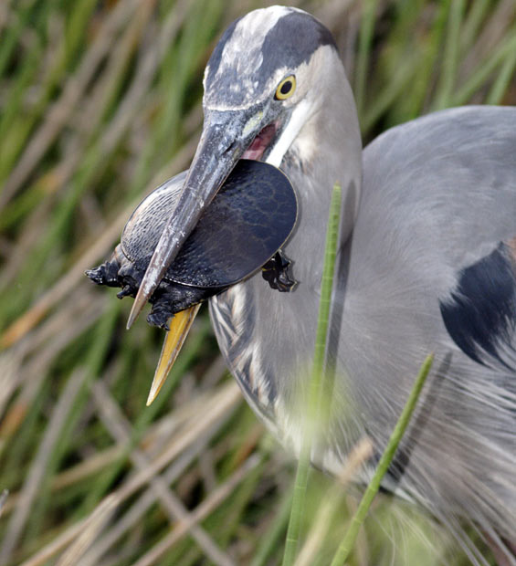 Một con diệc đang cố gắng nuốt con r&ugrave;a tại Vườn quốc gia Everglades, Floria. N&oacute; đ&atilde; phải loay hoay trong 25 ph&uacute;t để t&igrave;m ra c&aacute;ch ăn thịt con mồi của m&igrave;nh.