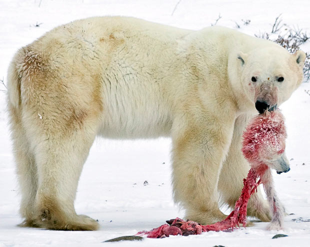 Con gấu bắc cực đang mang đầu của đồng loại Churchill, Canada.