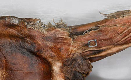 [Ảnh: 1260355542-nguoi-bang-Otzi-5_1.jpg]