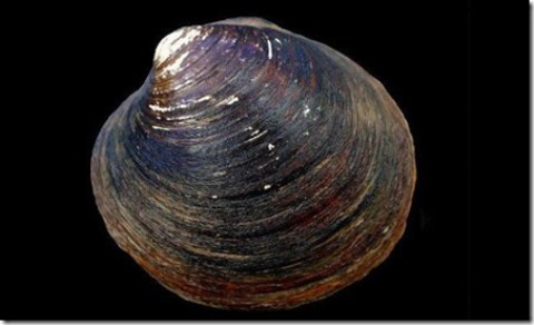 [Image: khcn-oceanquahog_thumb_3_.jpg]