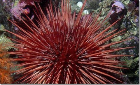 [Image: khcn-seaurchin_thumb_3_.jpg]