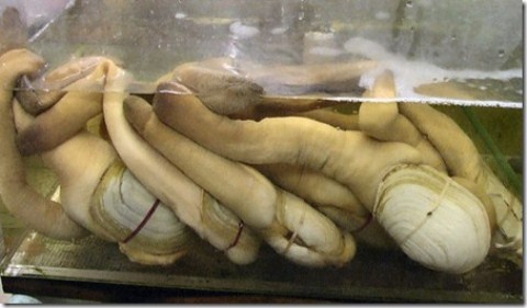 [Image: khcnGeoduck_thumb_5_.jpg]