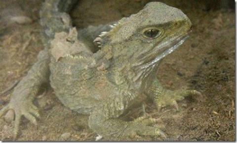 [Image: khcnTuatara_thumb_4_.jpg]