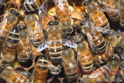 10 loài côn trùng nguy hiểm ở Việt Nam