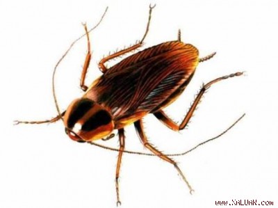 Cho dù bom nguyên tử có nổ, loài gián vẫn sống nhởn nhơ!