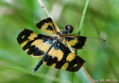 Với đôi cánh sặc sỡ và dáng bay yểu điệu, không ít người sẽ nhầm chuồn chuồn hoa (Rhyothemis variegata) với loài bướm.