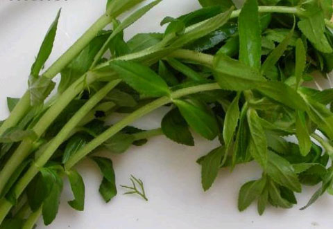 Rau ngổ trị sỏi thận, Y tế - thiết bị, sức khỏe, sỏi thận, rau ngổ, rau om, rắn cắn, viêm tẩy đau nhức, sổ mũi, trị ho, tức bụng, đầy hơi