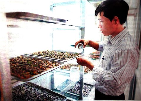 Nghiên cứu sinh Lê Quang Cường chăm sóc mầm đậu mới gieo. Đậu này được sử dụng để nuôi rệp mà rệp lại là “thực phẩm” của ong mắt đỏ