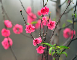 Nắng ấm, đào đồng loạt nở. Ảnh: Hoàng Hà.