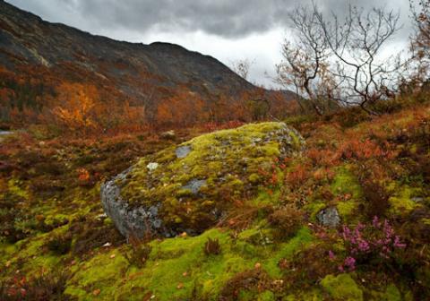Ngắm sắc vàng thu trên dãy núi Hibiny