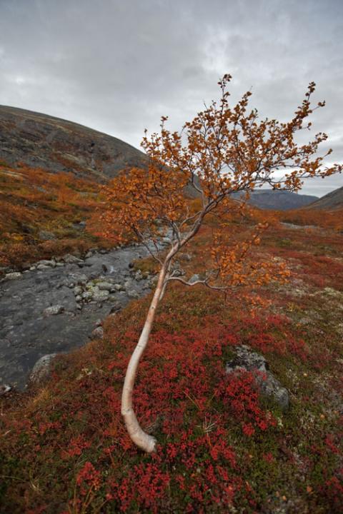 Ngắm sắc vàng thu trên dãy núi Hibiny