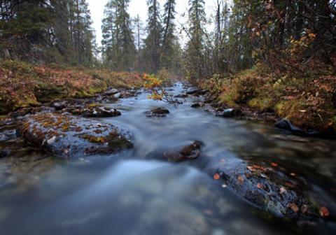 Ngắm sắc vàng thu trên dãy núi Hibiny